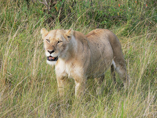 lioness with a lot of ticks on her face and body in tall grass 
