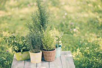Herb garden