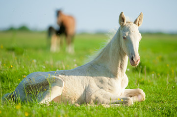 Little perlino akhal-teke foal laying on a pasture - 87044024