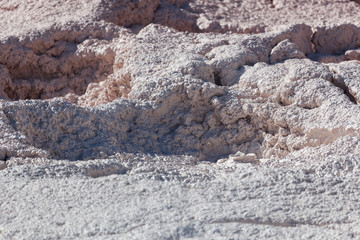 Mud Flower Petals