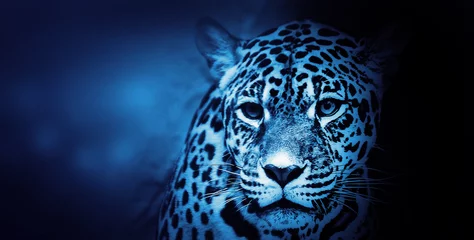 Foto op Plexiglas American Jaguar, Illustration © Forance