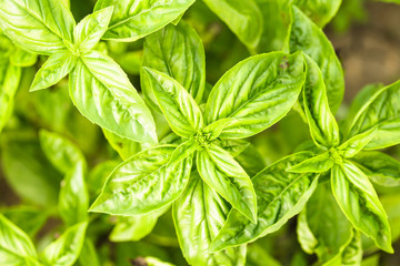 Basil plant