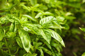 Basil plant