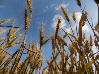 Fototapeta premium Barley ears and sky