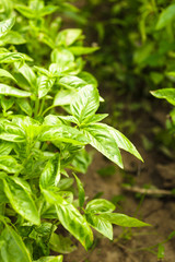 Basil plant