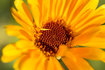 Macro of Yellow Flower