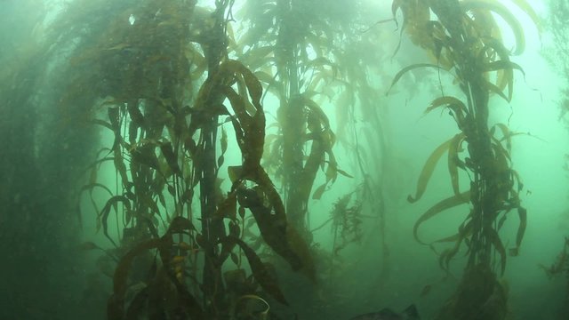 Kelp Forest in Monterey, California