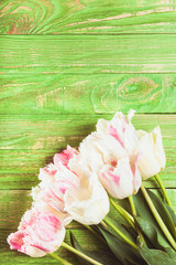 Fototapeta na wymiar Tulips on green wooden background