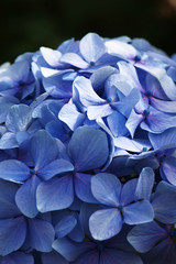 Blue Hydrangea flowers  in portrait orientation