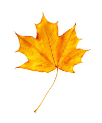 Bright orange maple leaf on white background