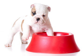 hungry puppy