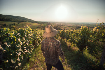 Satisfied farmer with hat standing in his vineyard