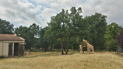 Fototapeta premium Girafes
