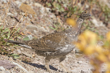 Sharp-Tailed Grouse in a Mountain Clearing