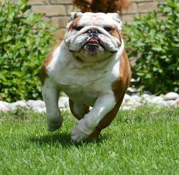 Bulldog Running