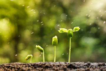 baby plants growing in germination sequence on fertile soil with natural green background and...