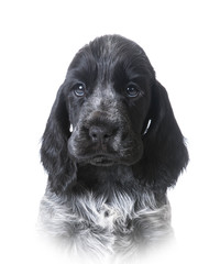 cute puppy