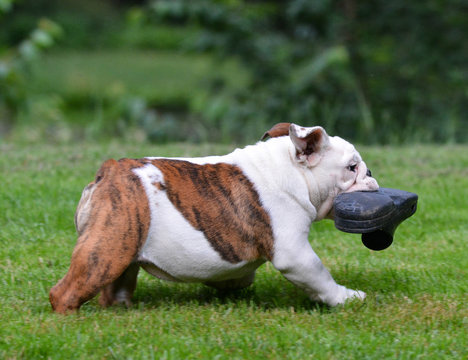 Dog Stealing Shoe