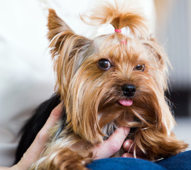  woman caressing charming Yorkie terrier