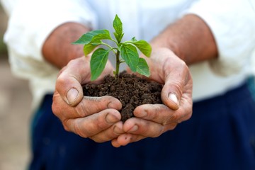 Human Hand, Farmer, Plant.