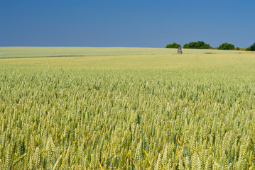 Green ears of wheat, agriculture background.