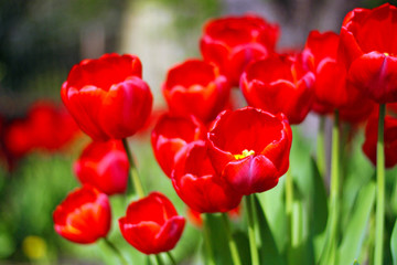Red tulips close-up. Flower bed of red flowers. Blooming garden. Spring or summer time. Colorful background, wallpaper.