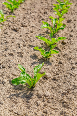 Young beet field