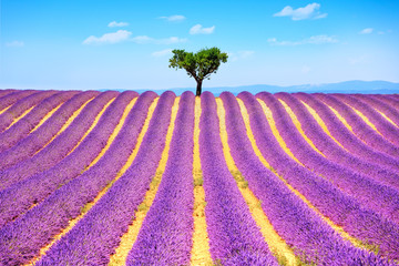 Plakat Lavender and lonely tree uphill. Provence, France