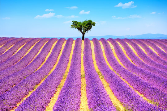 Fototapeta Lavender and lonely tree uphill. Provence, France