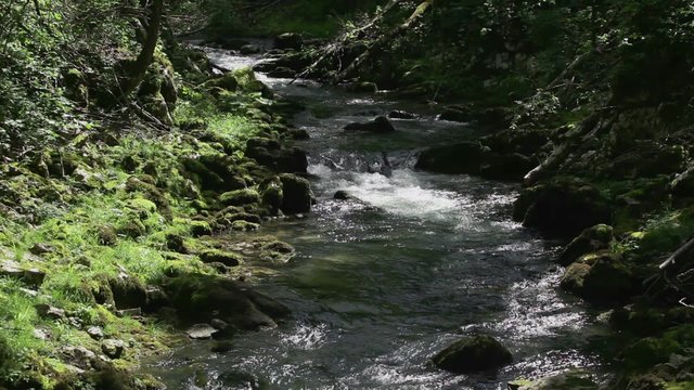 Water stream in deep forest - "Kamacnik" nature reservoir - Croatia