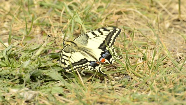 Schwalbenschwanz, Papilio,machaon, Schmetterling