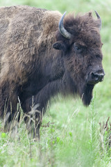 Male American Bison, Bison bison