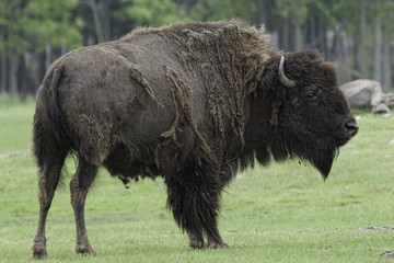 The American Bison, Bison bison in molt
