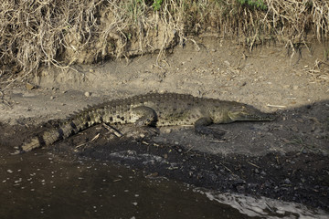 The American Crocodile, Crocodylus acutus