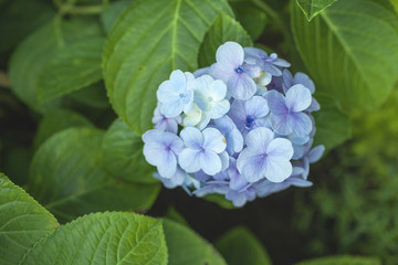 Blur background blue Hydrangea flower with green leaves horizontal style