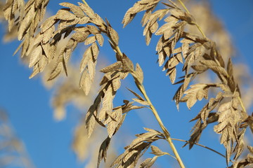 sea oats