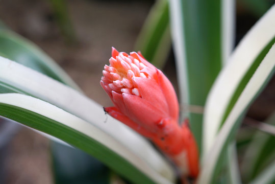 Beautiful red color tropical flower