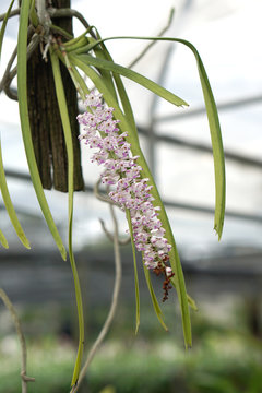 Beautiful small hanging petal orchid