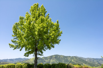 トウカエデの木と山と空