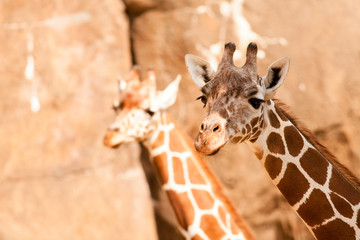 Giraffe © batman6794