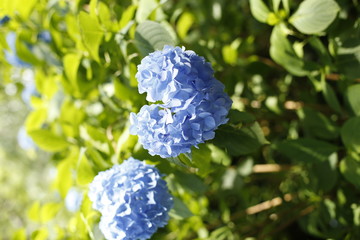 hydrangea