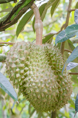 A fresh durian in the garden.