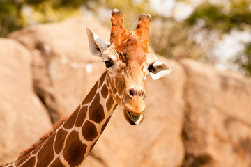 Giraffe