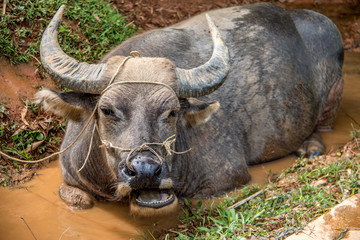 Sapa Buffalo Worker  