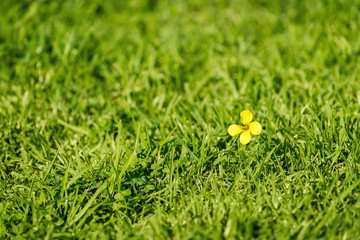 One small yellow flower in the grass. Shallow DOF