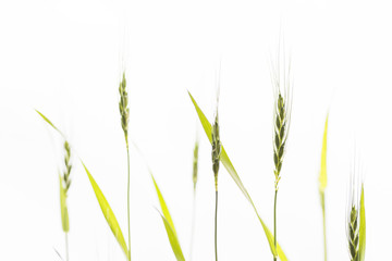 白背景の小麦の花