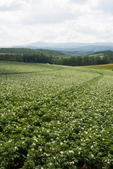 Fototapeta na wymiar 白い花を付けたジャガイモ畑