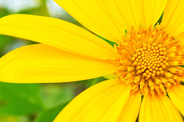 Tree marigold, Mexican tournesol, Mexican sunflower with green b