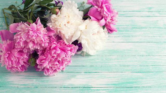 White and pink  peonies flowers