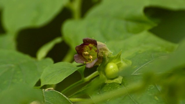 Tollkirsche, Atropa belladonna, Bl&uuml;te, t&ouml;dliche Heilpflanze